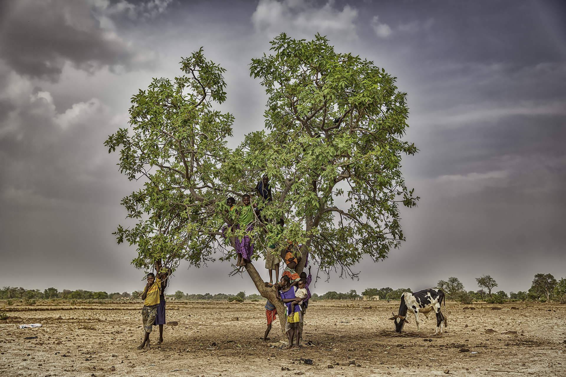 El árbol de la vida