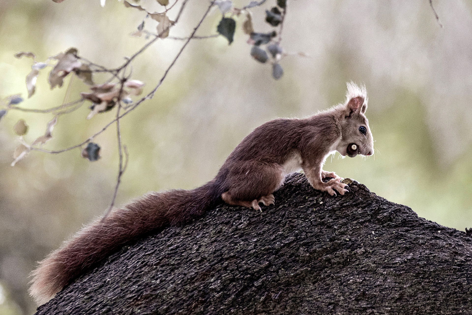 ARDILLA Confederación Española de Fotografía