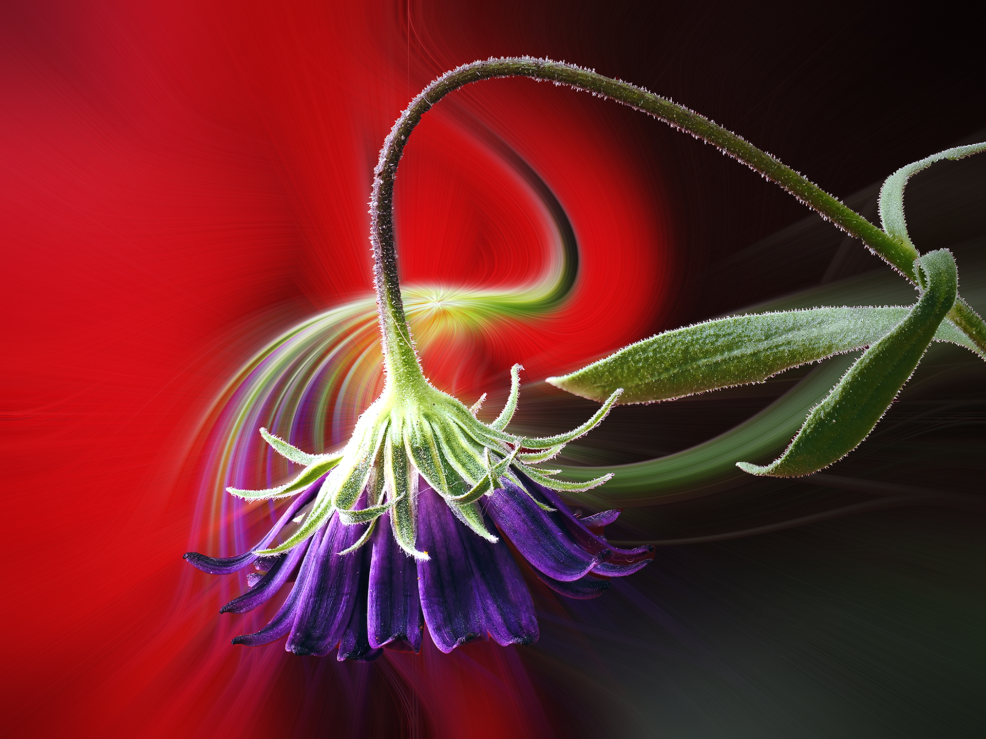 fantasia con margarita