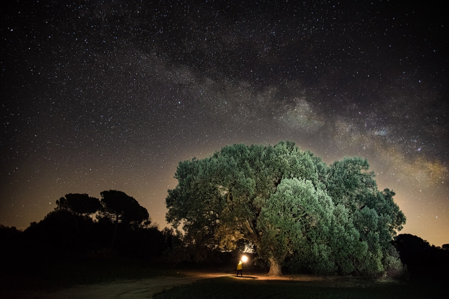El Arbol màgico