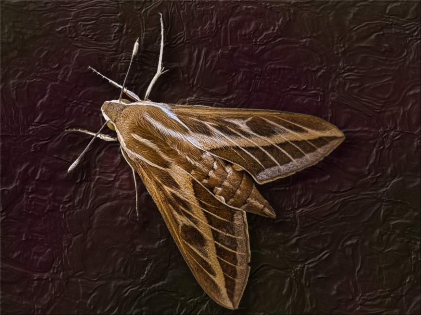 Insecto