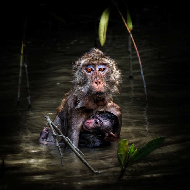 Monkeys Tai 02
