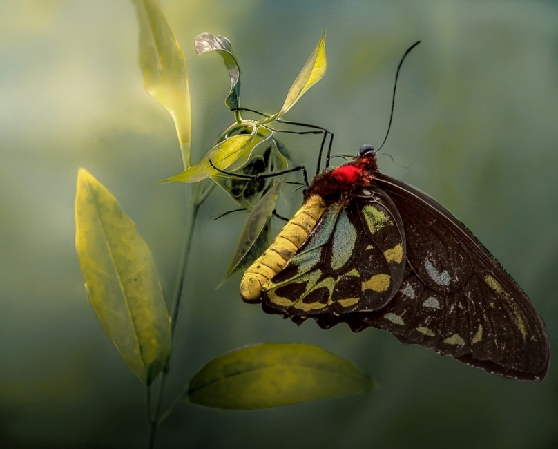 Mariposa Siproeta