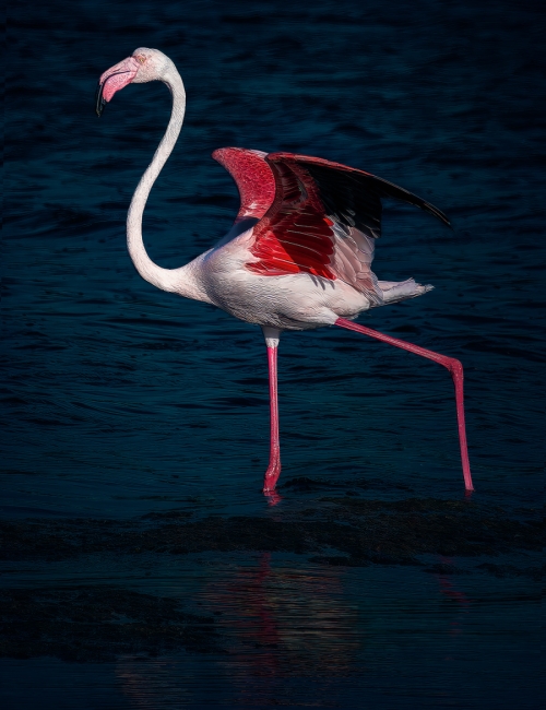 Flamenco