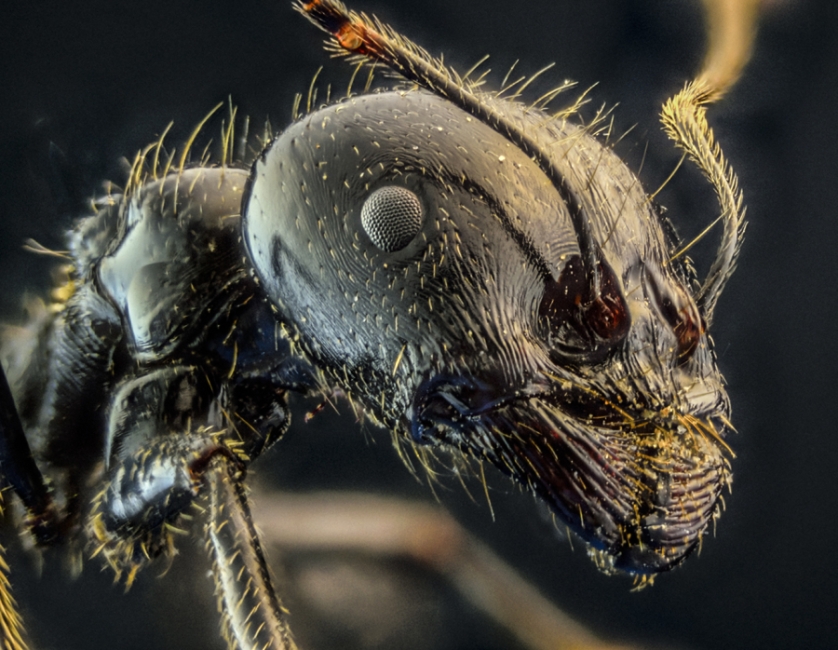Formicidae