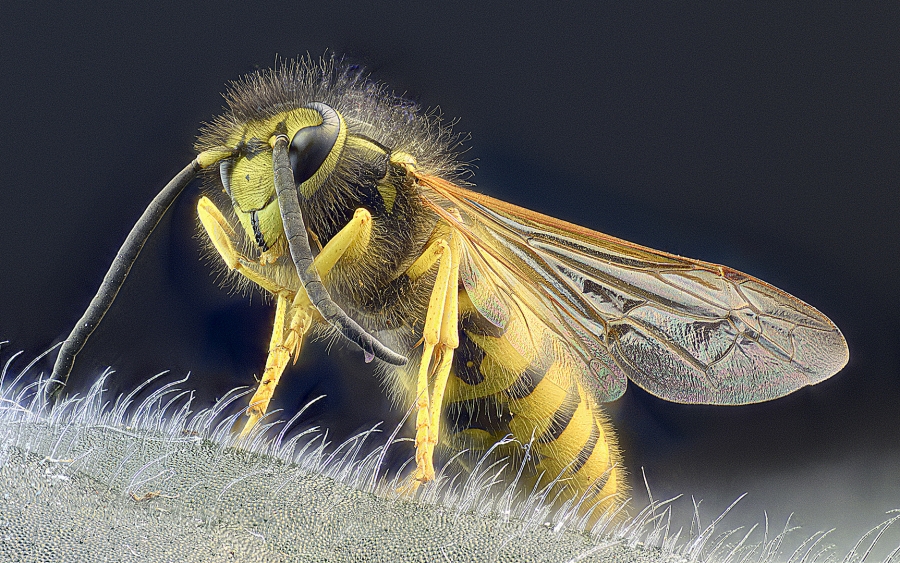 Avispa comun