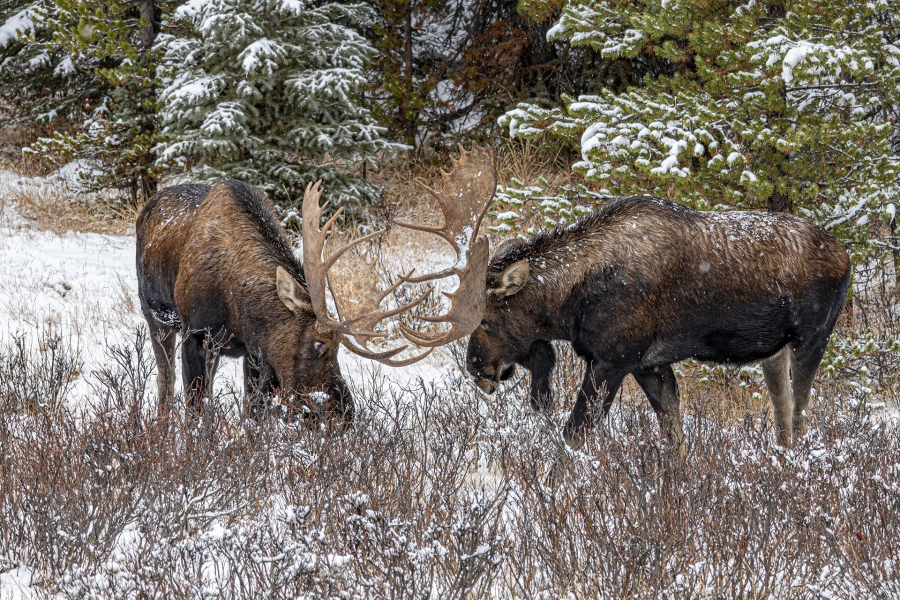 Berrea de alces