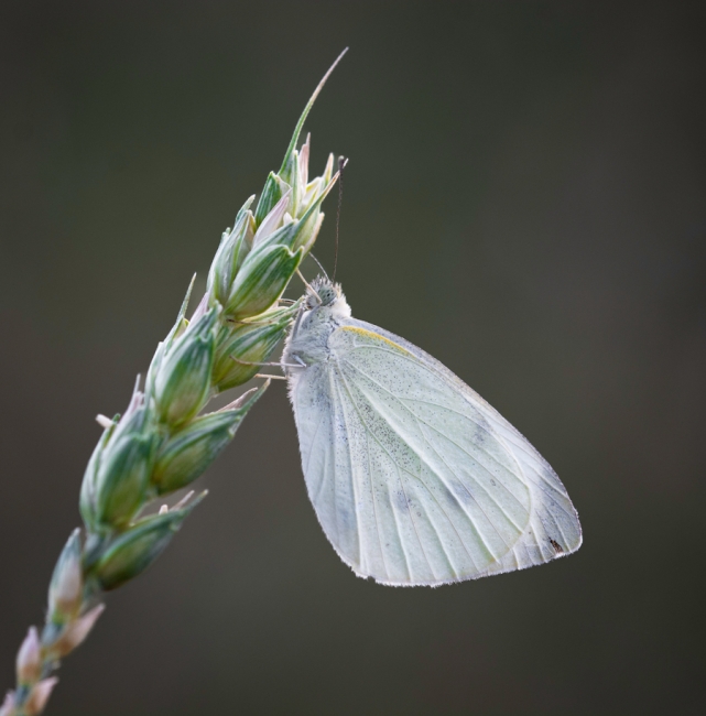 Mariposa blanca