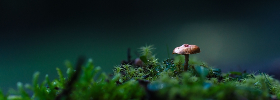 Naturaleza viva