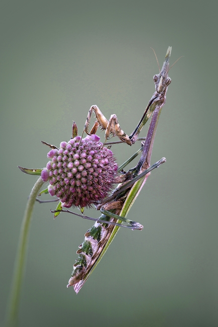 EMPUSA