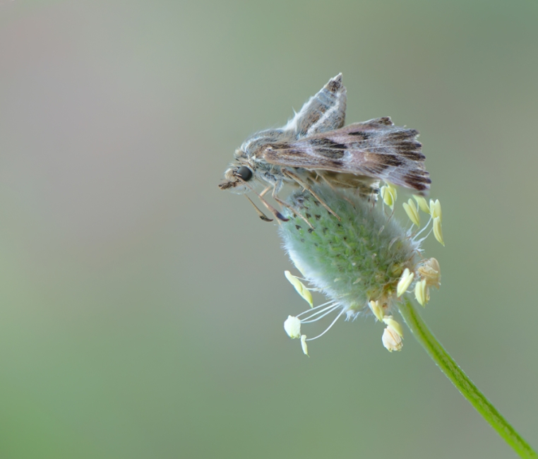Carcharodus alceae