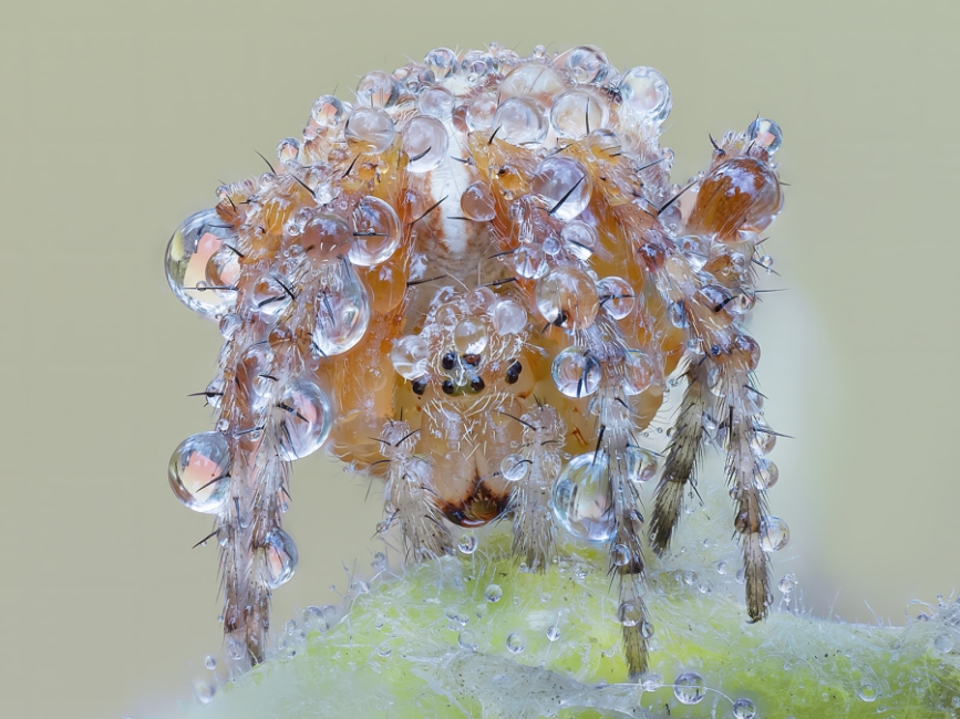 Perlas de agua