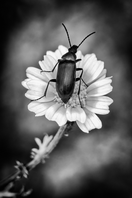 Negro sobre blanco