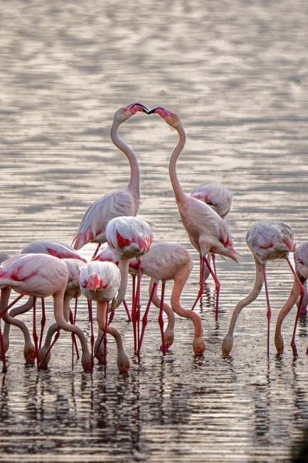 Flamencos en Fuente de Piedra
