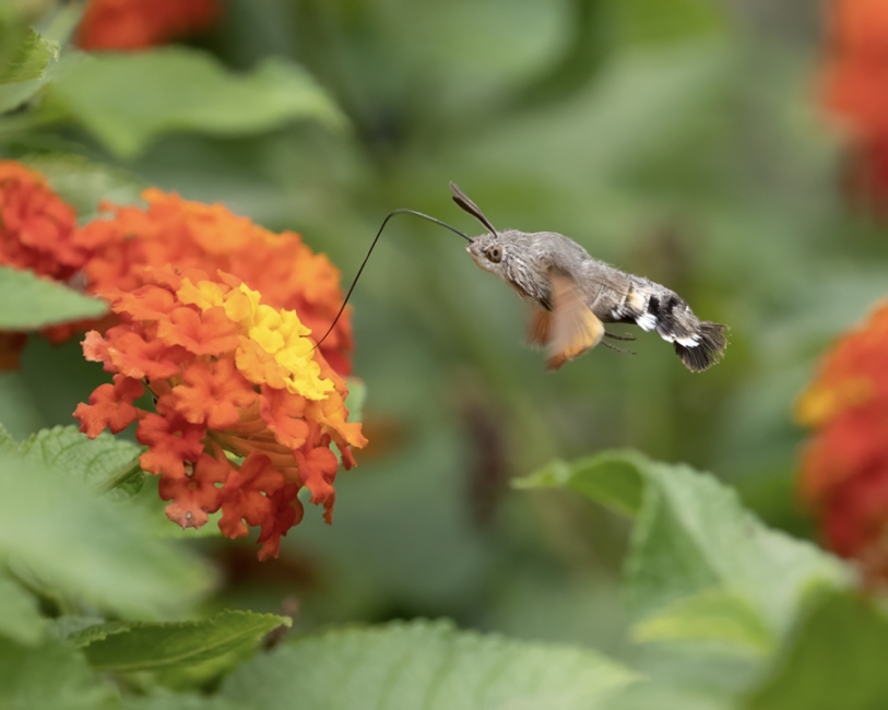 Mariposa o colibri?