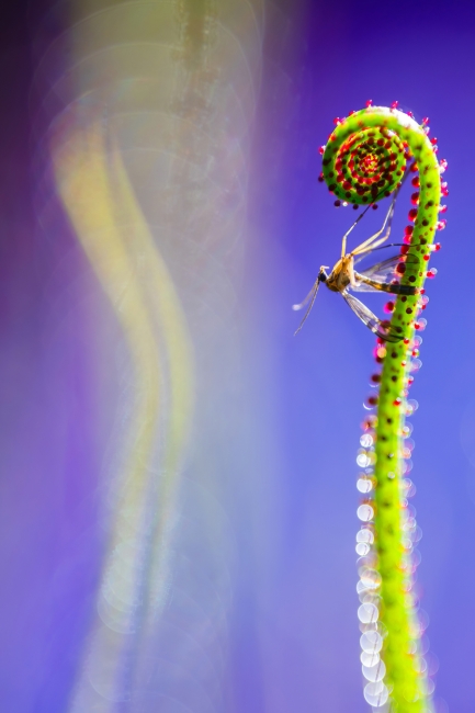 La insectívora