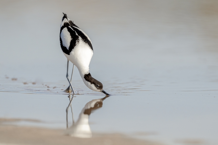 Avoceta preda en la salina