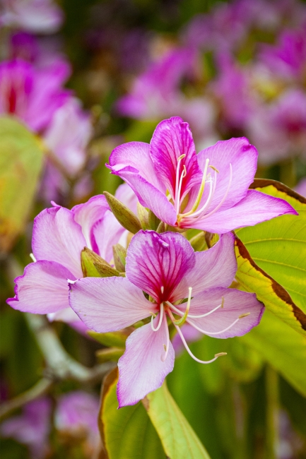 Primavera