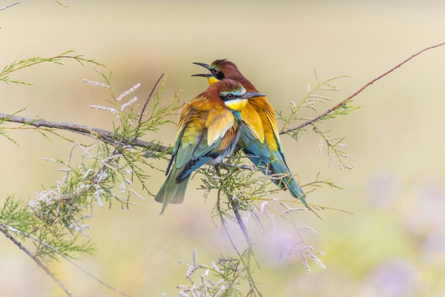 Colores de amor