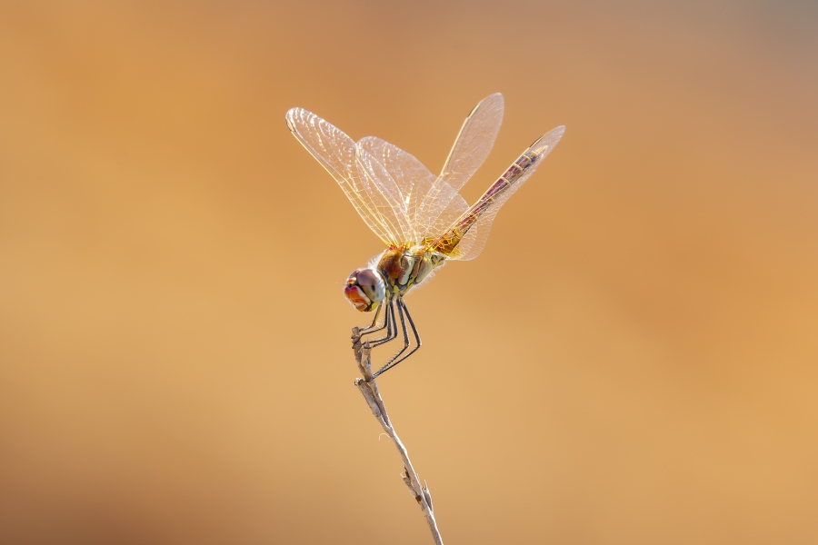 Dragón rojo