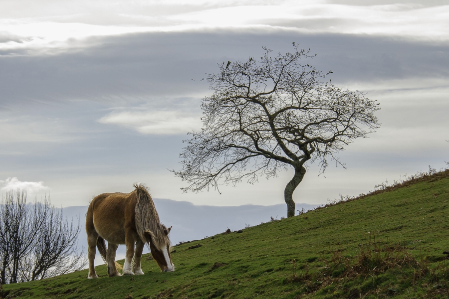 Caballo con arbol