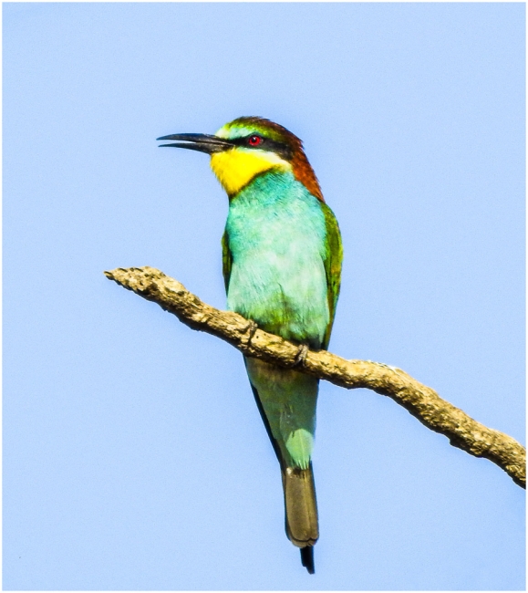 Abejarruco