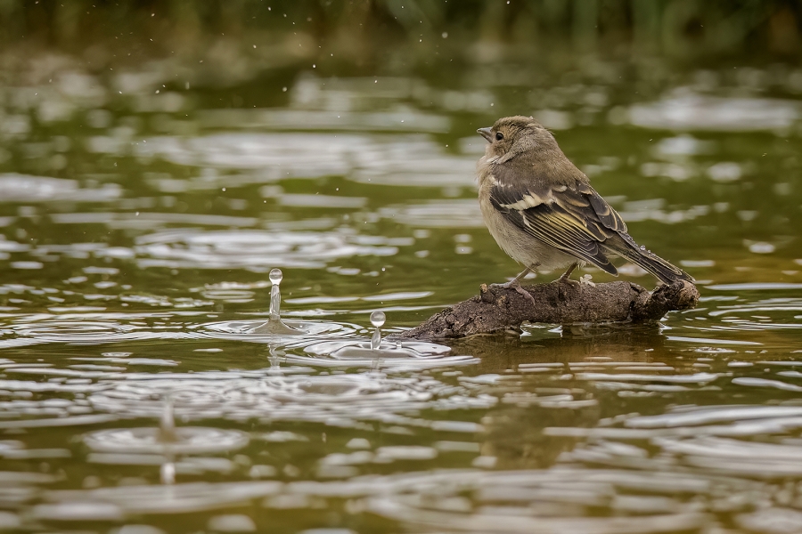 Agua de lluvia