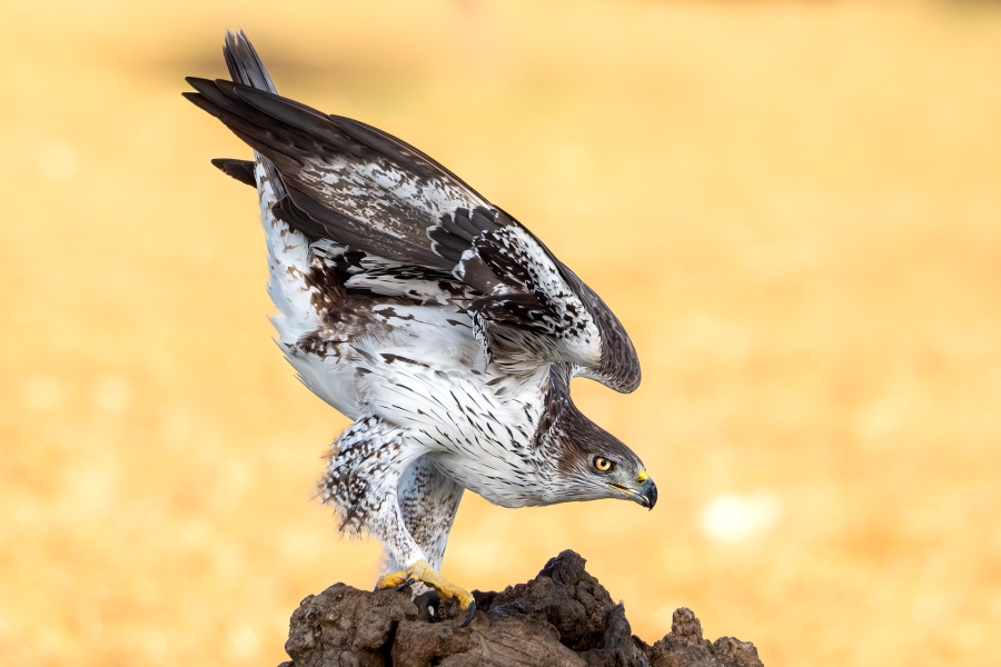Bonelli´s Queen