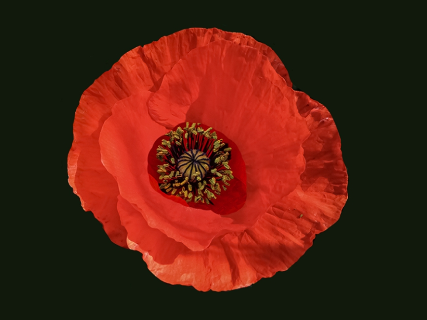 Amapola, lindísima amapola.
