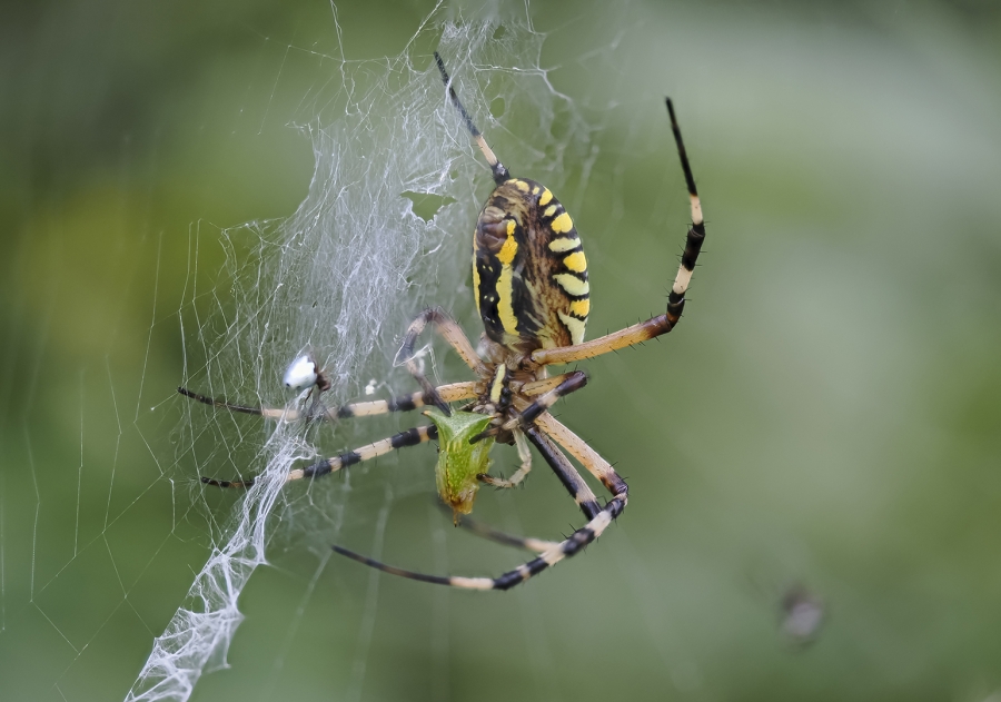 ARAÑA TIGRE