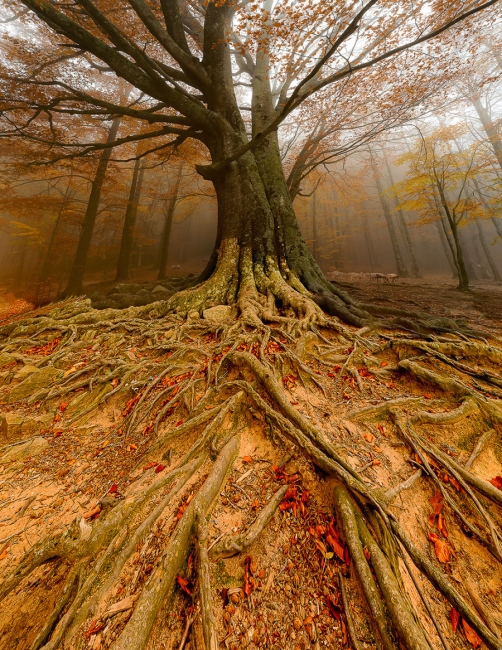 Arbol al reves