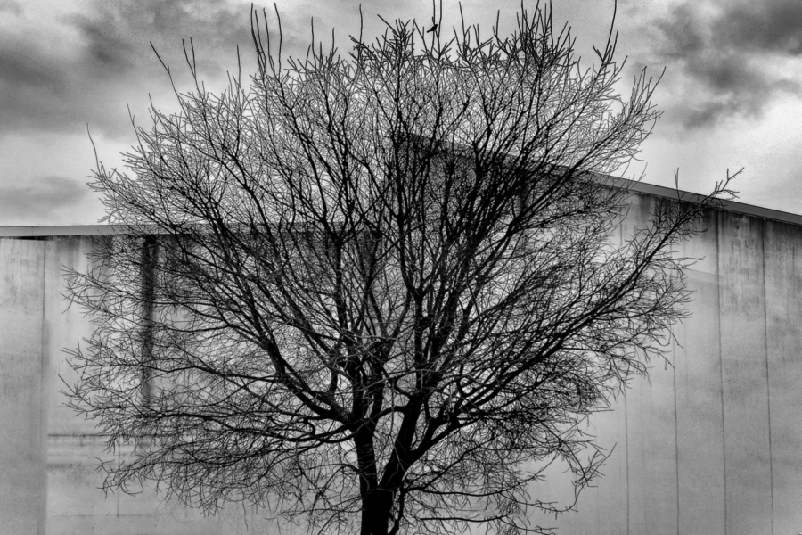 Arbol en lineas