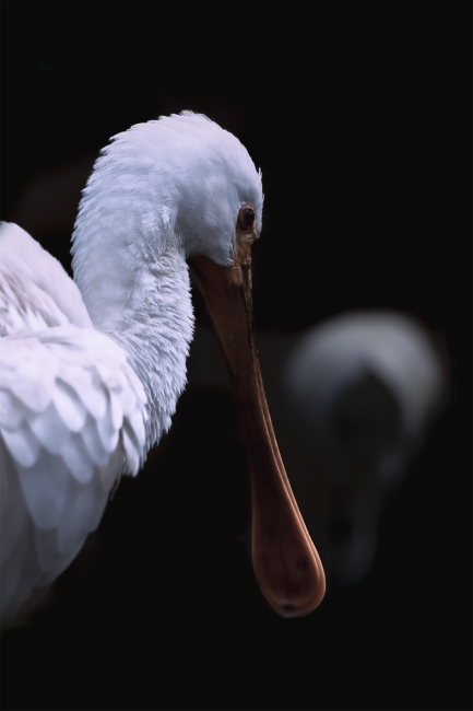 Avoceta noctiluca