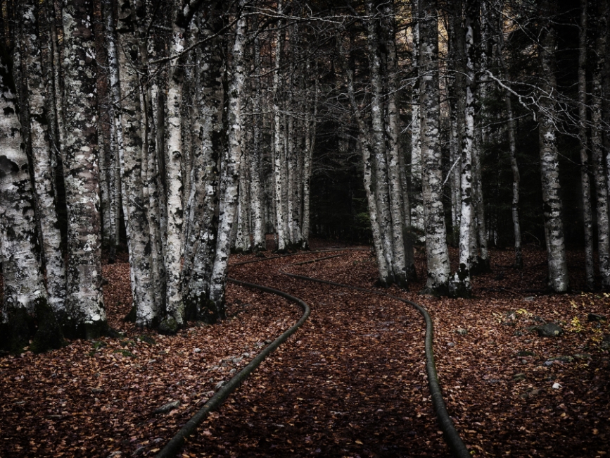 Camino hacia el bosque