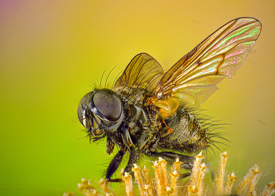 Mosca Abeja