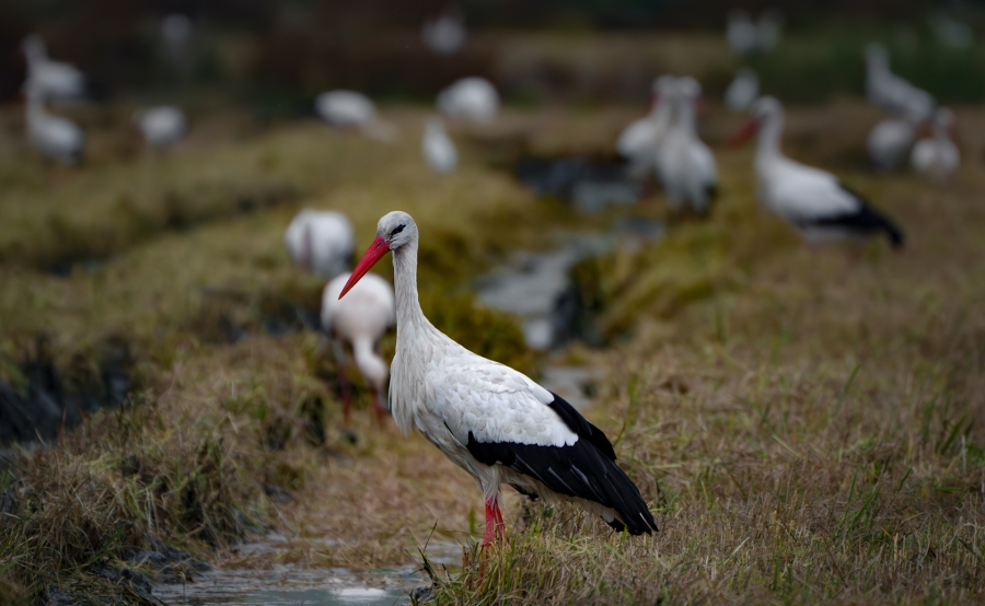 CICONIA CICONIA