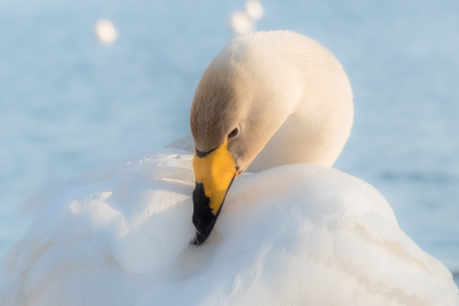 Cisne