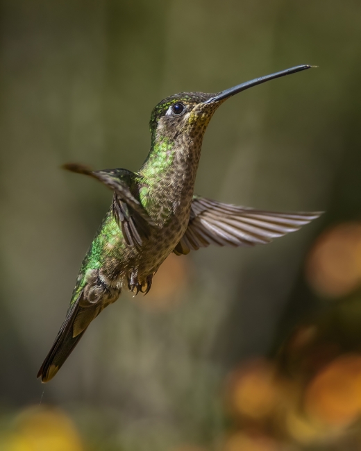 Colibrí