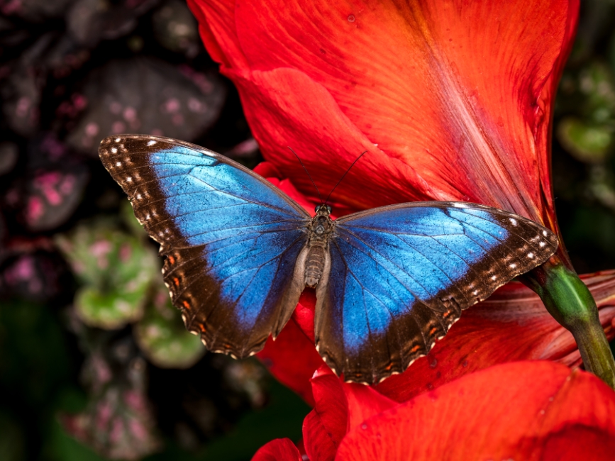 Colores