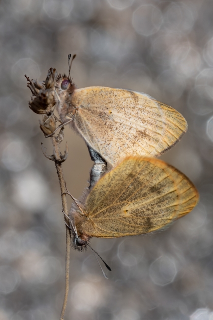 Colotis evagore