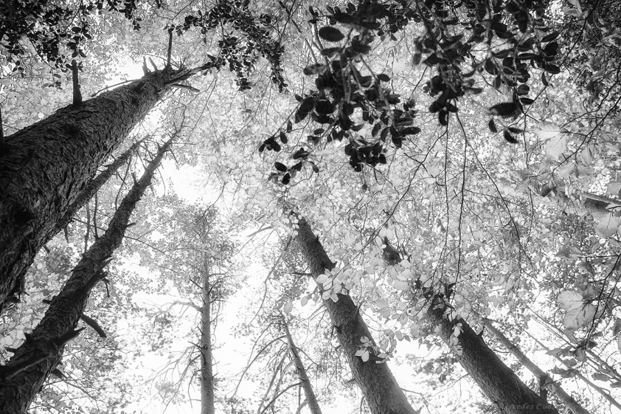 Contraste natural