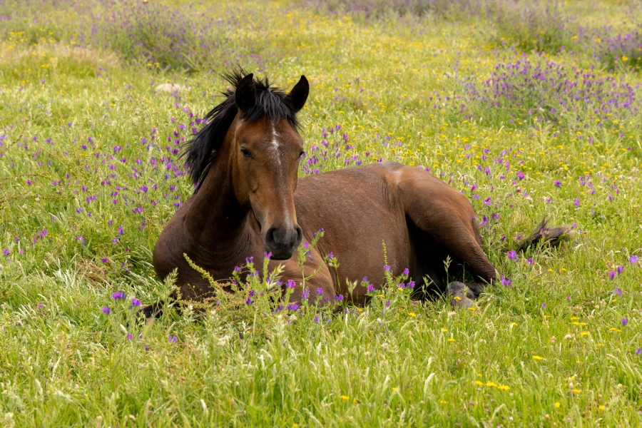 Potro con unos 6 meses de vida, disfrutando de la primavera.