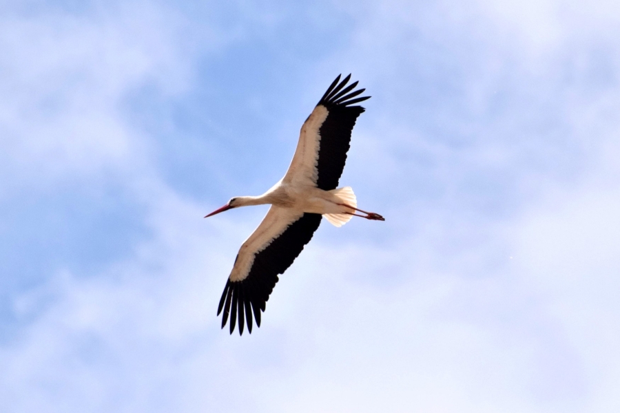 Vuelo en solitario