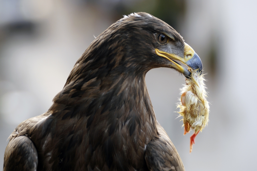 &quot;El aguila, como el destino, no se detiene ante la debilidad, solo ante la necesidad&quot;
