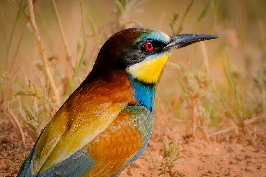 Abejaruco
