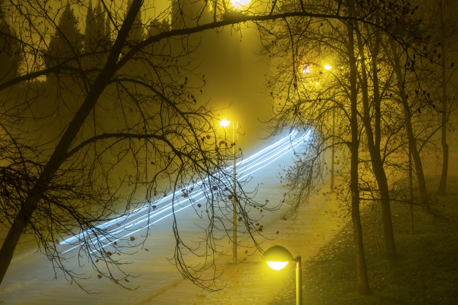 Entre la Niebla