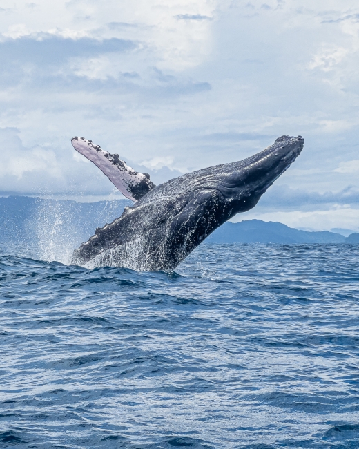 Ballena jorobada