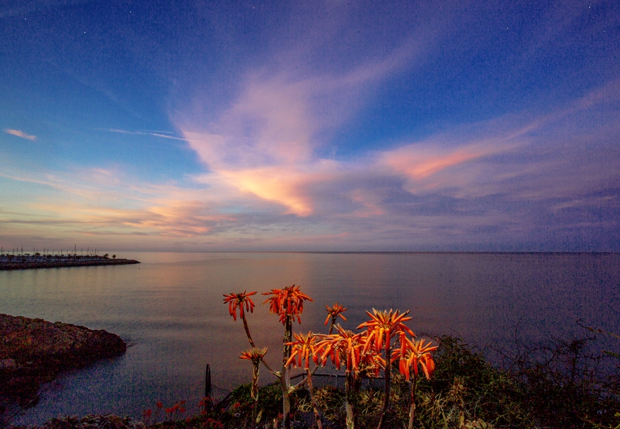 Flores al pie del mediterráneo