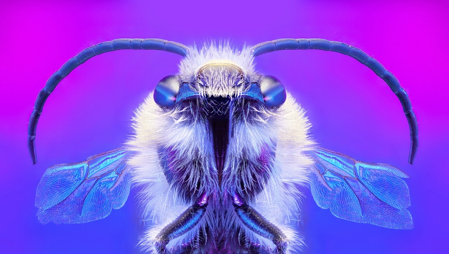 Galactic Bee