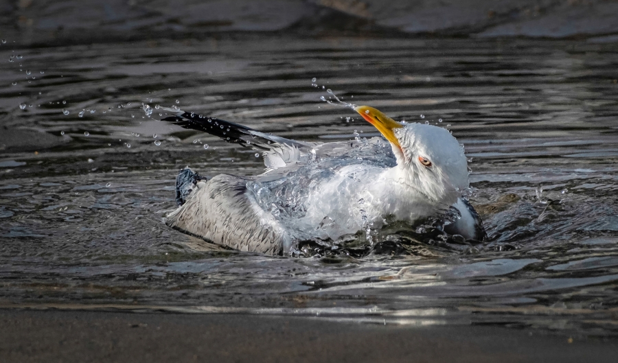 EL REFRESCANTE BAÑO